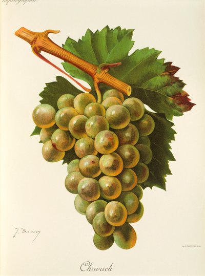 Winogrona Chaouch J.Troncy autorstwa Jules Troncy