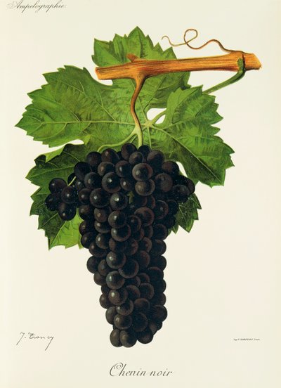 Winogrono Chenin Noir J.Troncy autorstwa Jules Troncy