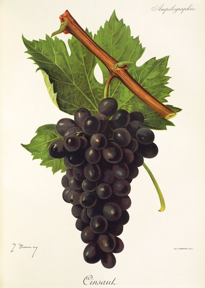 Winogrona Cinsau autorstwa J.Troncy autorstwa Jules Troncy