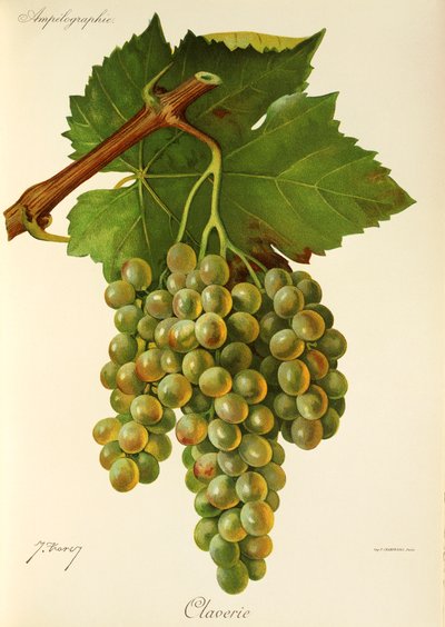 Winogrona Claverie J.Troncy autorstwa Jules Troncy