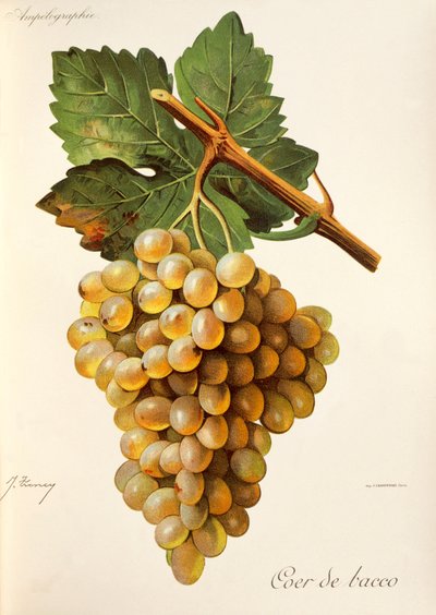 Winogrono Coeur de Bacco, z Traite General de Viticulture. Ampelografia autorstwa Jules Troncy