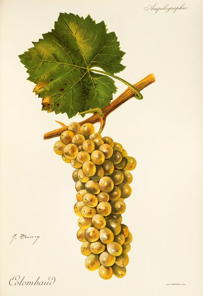 Winogrona Colombaud J.Troncy autorstwa Jules Troncy