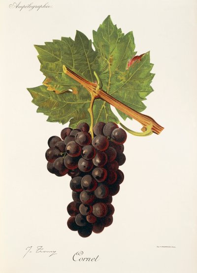 Winogrona kornet J.Troncy autorstwa Jules Troncy