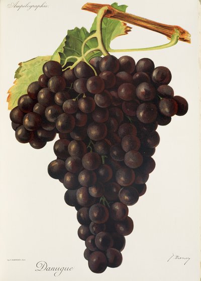 Winogrona Danugue J.Troncy autorstwa Jules Troncy
