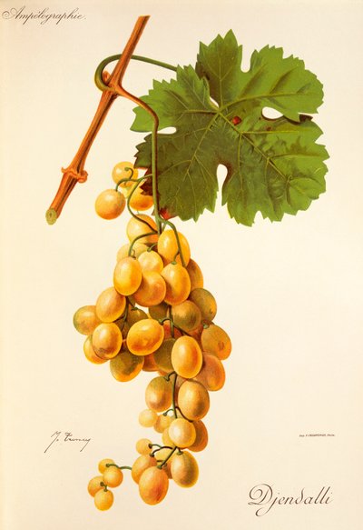 Winogrona Djendalli J.Troncy autorstwa Jules Troncy