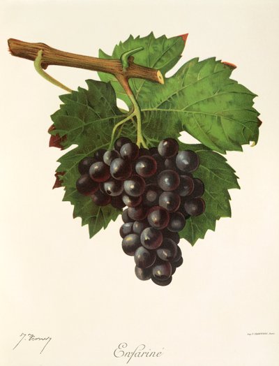 Winogrona Enfarine” J. Troncy autorstwa Jules Troncy