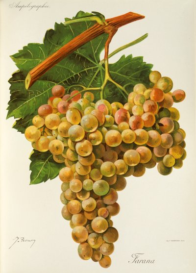 Winogrona Farana J.Troncy autorstwa Jules Troncy
