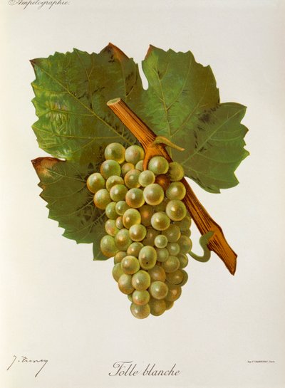 Winogrona Folle Blanche J.Troncy autorstwa Jules Troncy