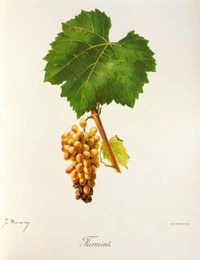 Winogrono Furmint J.Troncy autorstwa Jules Troncy