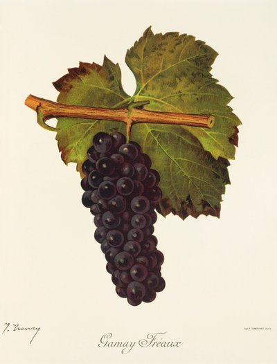 Winogrona Gamay Freaux J.Troncy autorstwa Jules Troncy