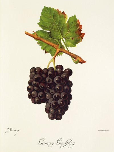 Winogrona Gamay Geoffray J.Troncy autorstwa Jules Troncy