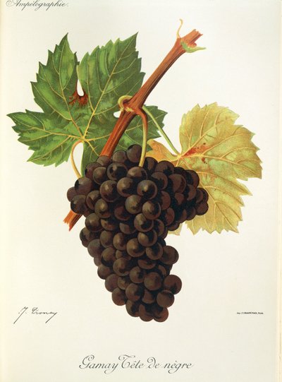 Winogrona Gamay Tete de Negre J.Troncy autorstwa Jules Troncy