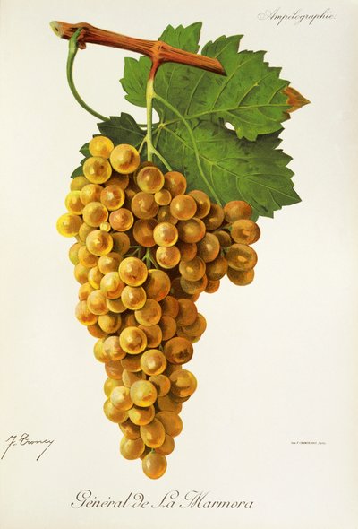 Winogrona General de la Marmora J.Troncy autorstwa Jules Troncy