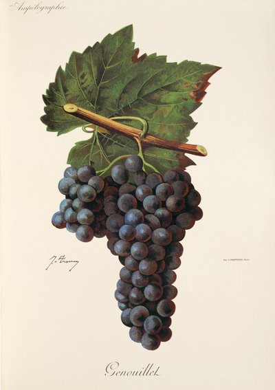 Winogrona Genouillet J.Troncy autorstwa Jules Troncy