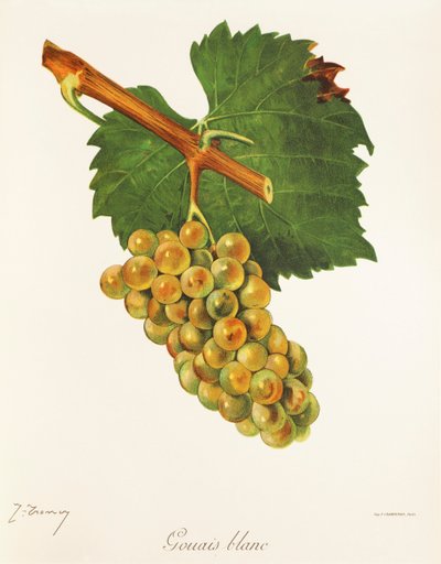 Winogrona Gouais Blanc J.Troncy autorstwa Jules Troncy