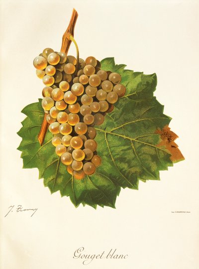 Winogrona Gouget Blanc J.Troncy autorstwa Jules Troncy
