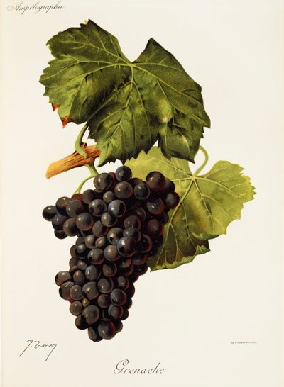 Winogrona Grenache J.Troncy autorstwa Jules Troncy