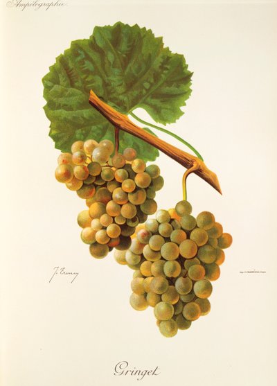 Winogrona Gringet J.Troncy autorstwa Jules Troncy