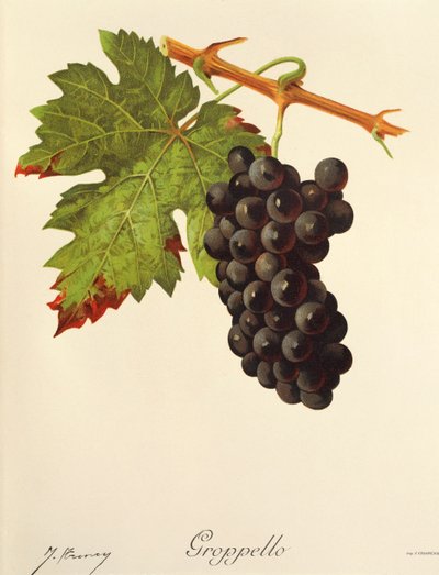 Groppello J.Troncy autorstwa Jules Troncy