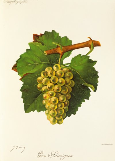 Gros Sauvignon winogron J.Troncy autorstwa Jules Troncy