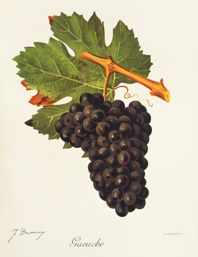 Winogrona Gueuche J.Troncy autorstwa Jules Troncy
