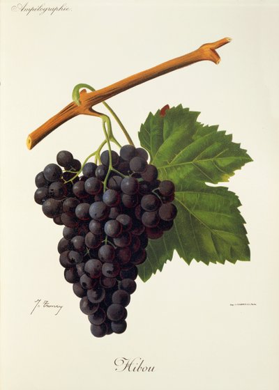 Sowa winogrona J.Troncy autorstwa Jules Troncy