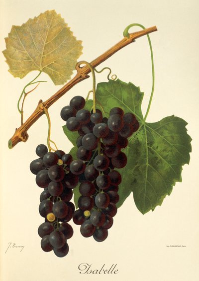 Winogrona Isabelle J.Troncy autorstwa Jules Troncy