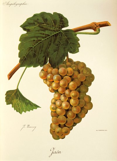 Jaen winogron J.Troncy autorstwa Jules Troncy