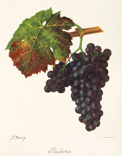 Winogrono Joubertin J.Troncy autorstwa Jules Troncy