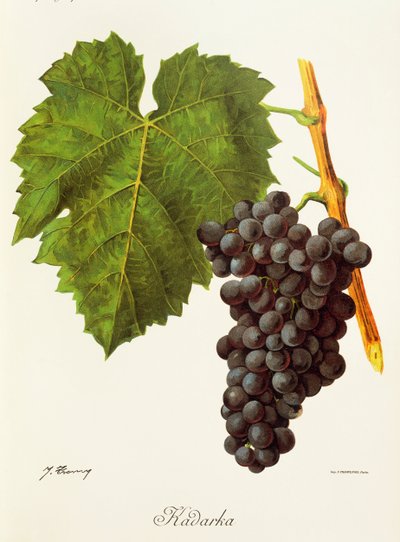 Winogrona Kadarka J.Troncy autorstwa Jules Troncy