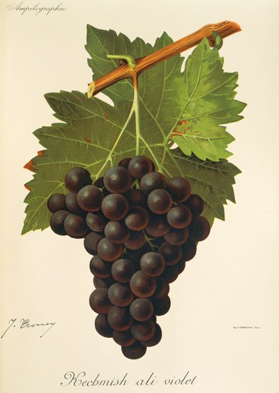Winogrona Kechmish Ali Violet od J.Troncy autorstwa Jules Troncy