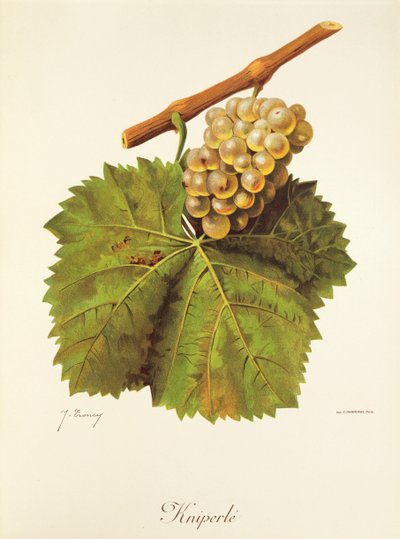 Winogrona Kniperle J.Troncy autorstwa Jules Troncy