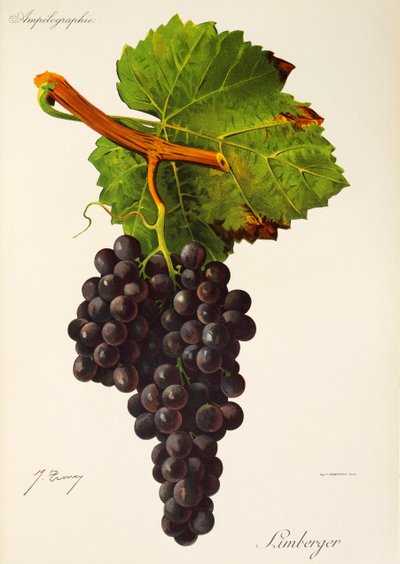Winogrona Limberger J.Troncy autorstwa Jules Troncy