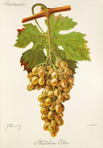 Winogrona Madeleine Celine J.Troncy autorstwa Jules Troncy