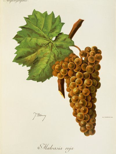 Winogrona Malvasia Roja J.Troncy autorstwa Jules Troncy