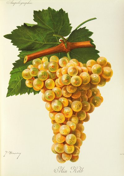 Winogrona Marsanne J.Troncy autorstwa Jules Troncy