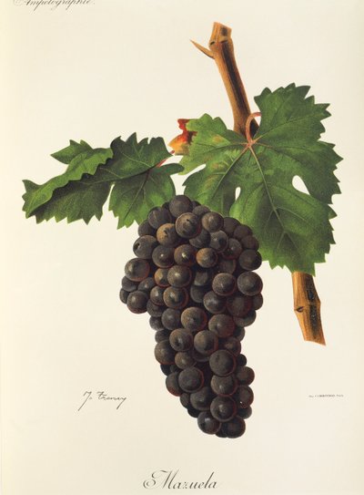 Winogrona Mazuela J.Troncy autorstwa Jules Troncy