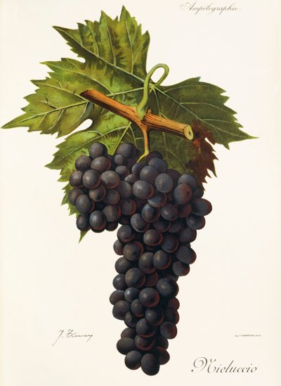 Winogrona Mieluccio J.Troncy autorstwa Jules Troncy
