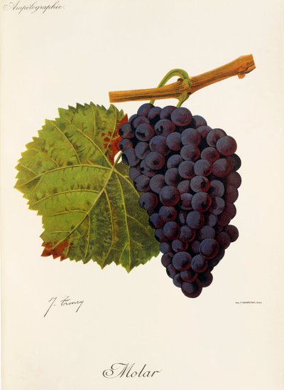 Winogrona molowe J.Troncy autorstwa Jules Troncy