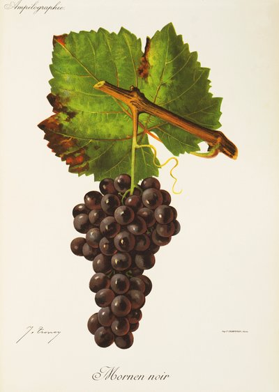 Winogrono Mornen Noir J.Troncy autorstwa Jules Troncy
