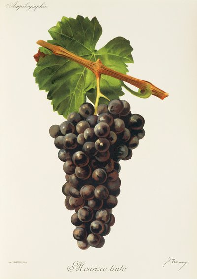 Winogrona Mourisco Tinto J.Troncy autorstwa Jules Troncy
