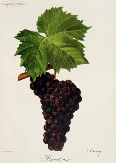 Winogrono Muscat Noir J.Troncy autorstwa Jules Troncy