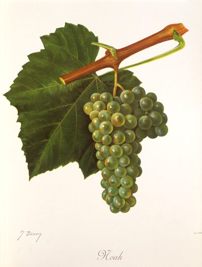 Winogrono Noe autorstwa J.Troncy autorstwa Jules Troncy