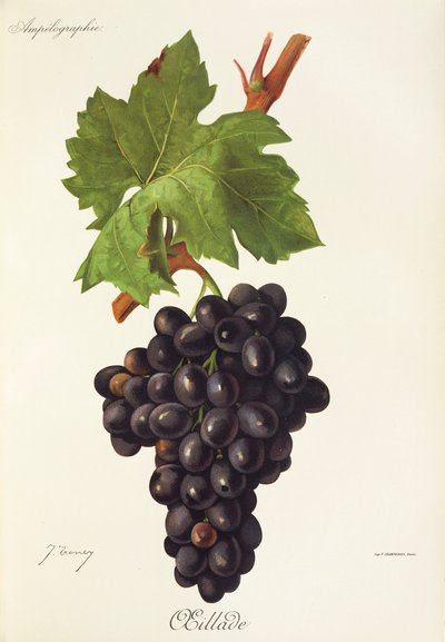 Winogrona Oeillade J.Troncy autorstwa Jules Troncy