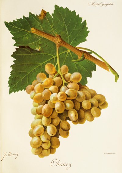 Winogrona Ohanez J.Troncy autorstwa Jules Troncy