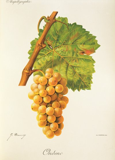 Winogrono Ondenc J.Troncy autorstwa Jules Troncy