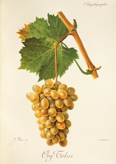 Winogrono Org Tokos J.Troncy autorstwa Jules Troncy