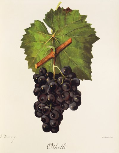 Winogrono Otello J.Troncy autorstwa Jules Troncy