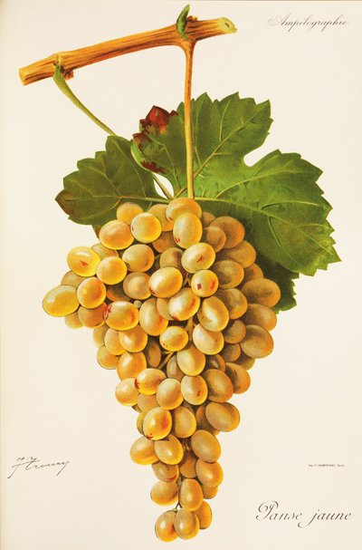 Winogrona z żółtego brzucha J.Troncy autorstwa Jules Troncy