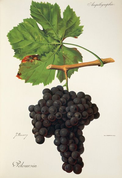 Winogrona Peloursin J.Troncy autorstwa Jules Troncy